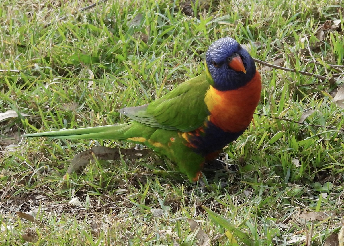 Rainbow Lorikeet - ML620483446