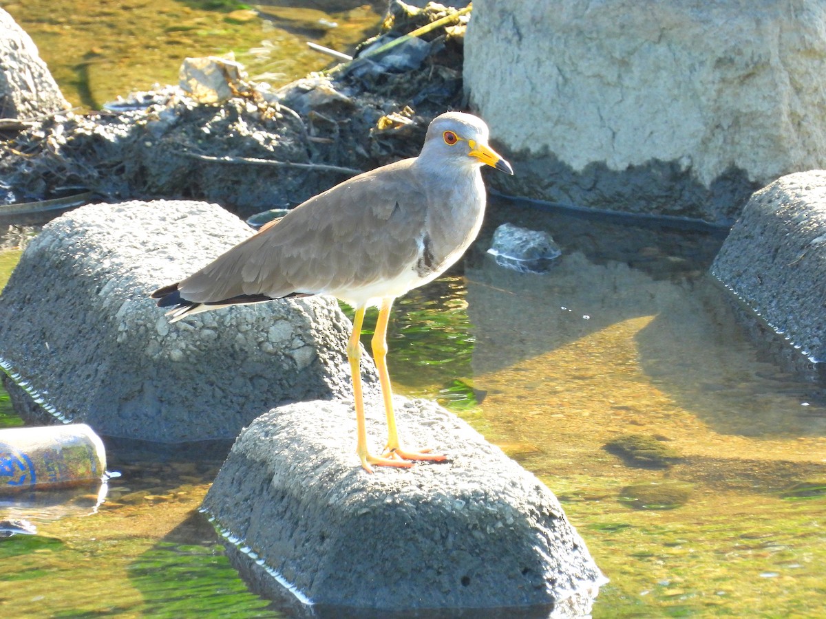 Gray-headed Lapwing - ML620483451