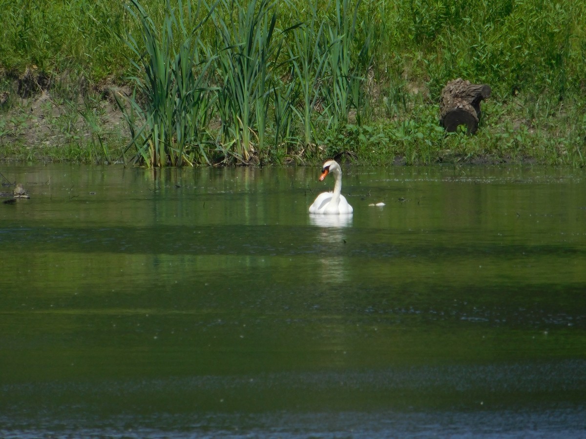 Cygne tuberculé - ML620483455