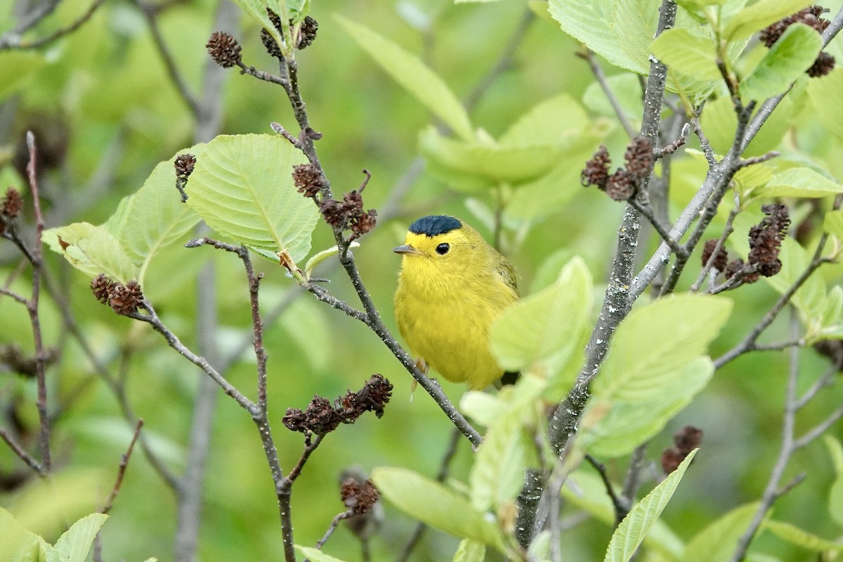 Wilson's Warbler - ML620483457