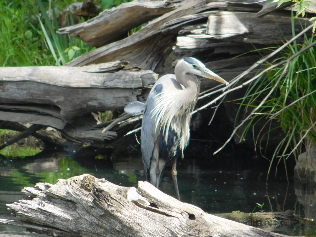 Great Blue Heron - Arrow Z L