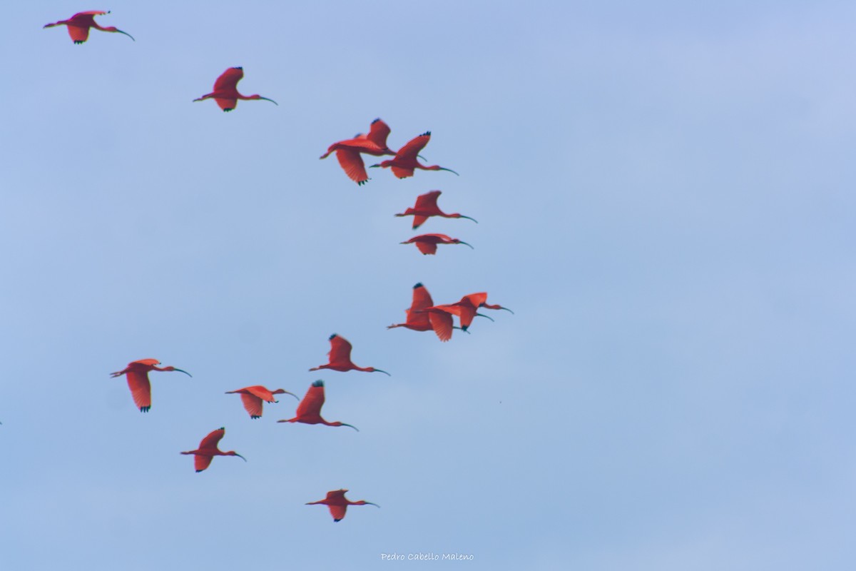 Scarlet Ibis - ML620483461