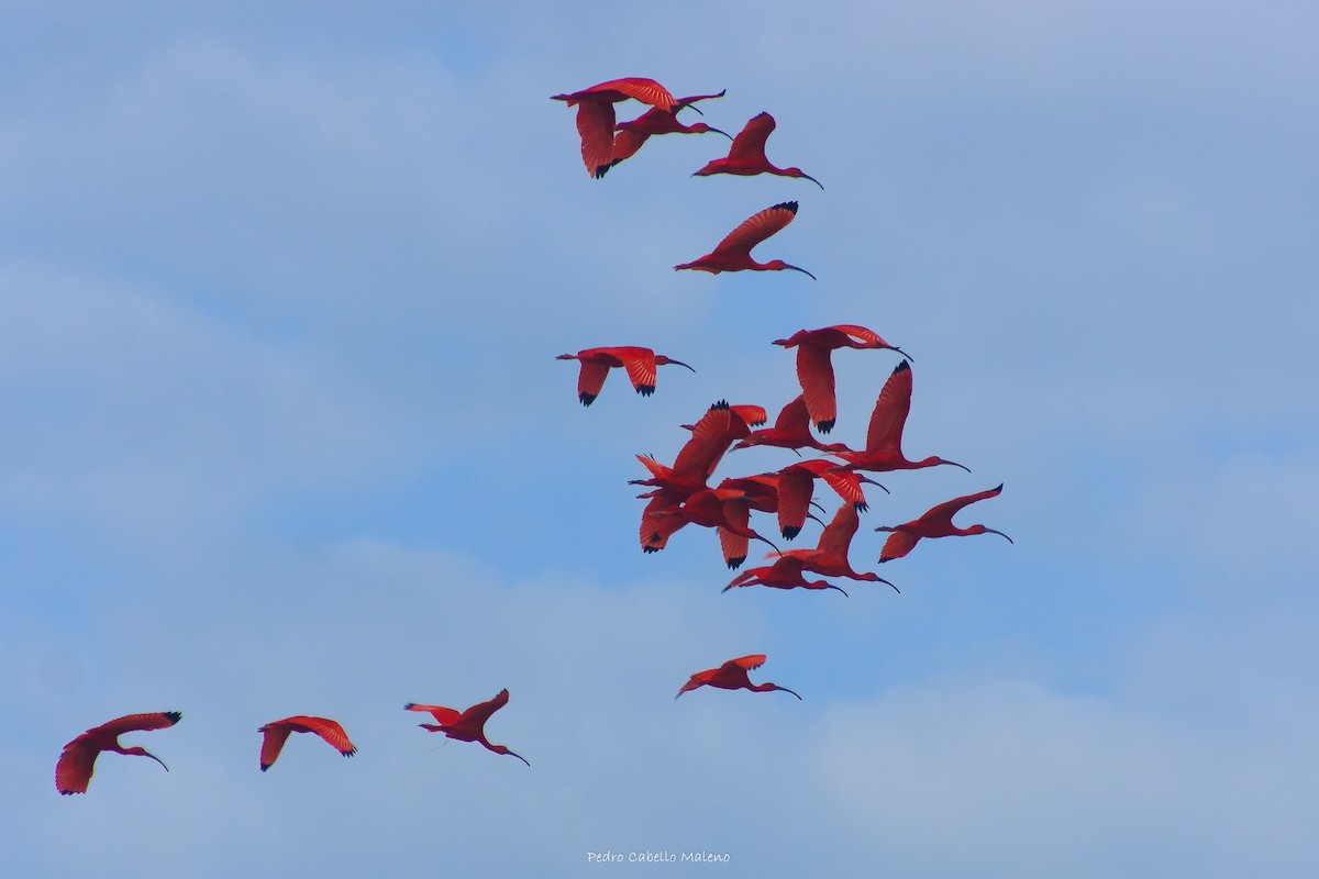 Scarlet Ibis - ML620483464