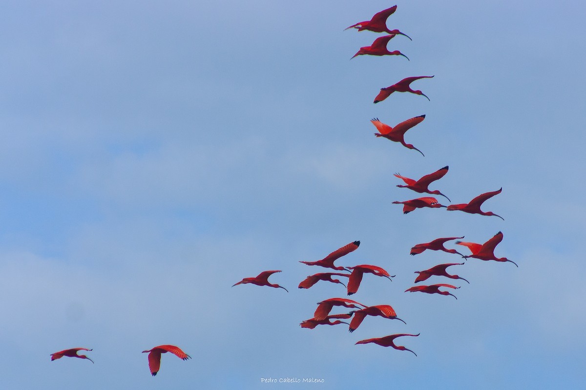 Scarlet Ibis - ML620483465