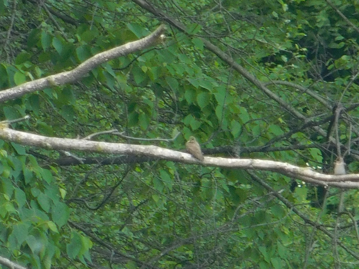 Northern Rough-winged Swallow - ML620483480