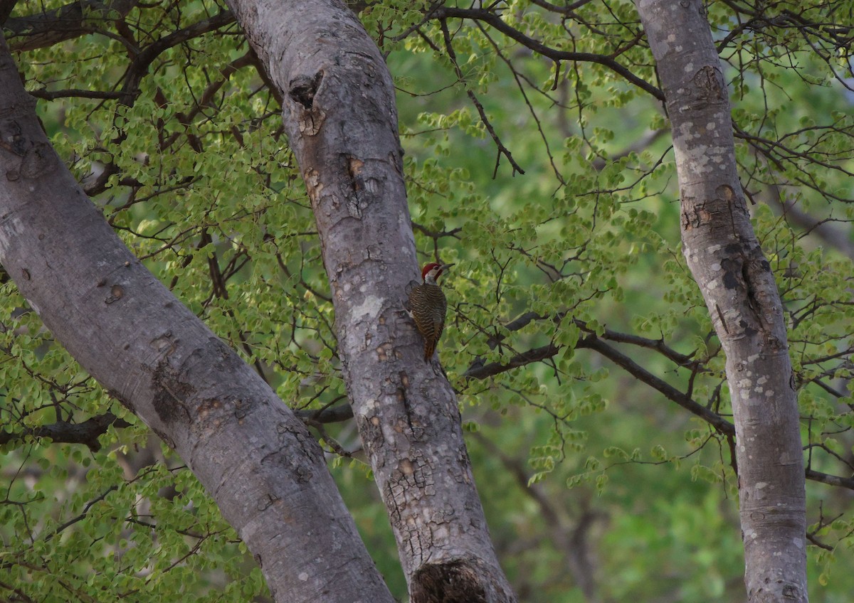 Bennett's Woodpecker - Frank Willems - Birding Zambia