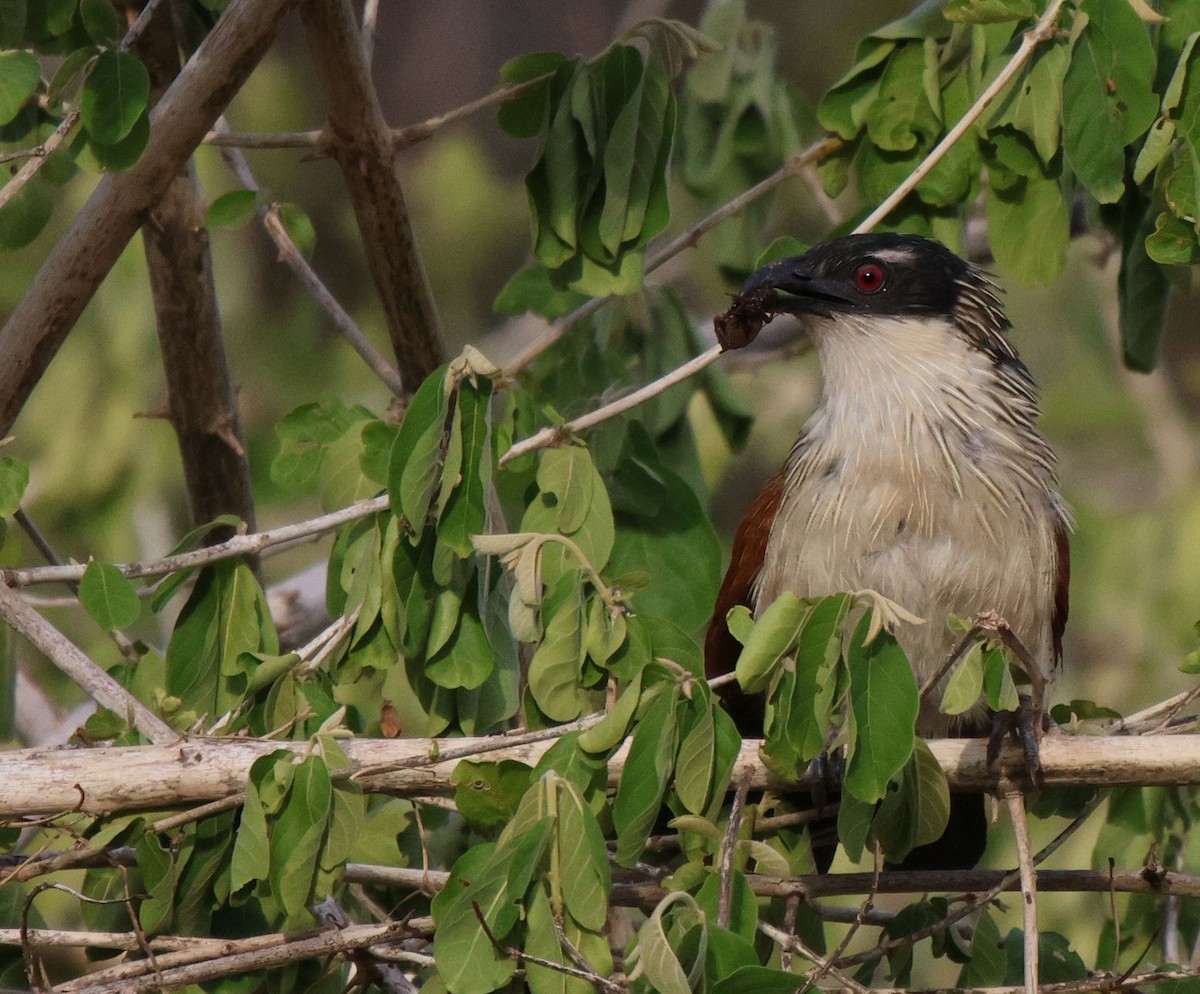 Белобровый кукаль (burchellii/fasciipygialis) - ML620483488