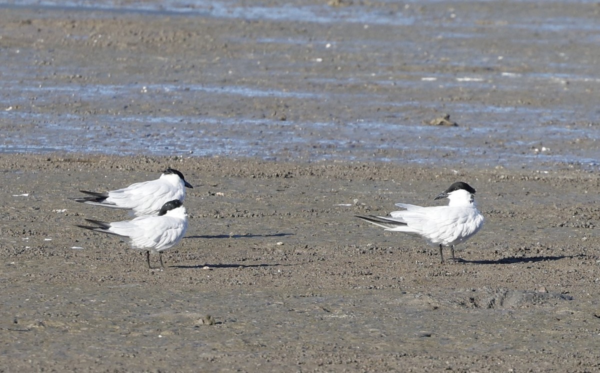 Australian Tern - ML620483496