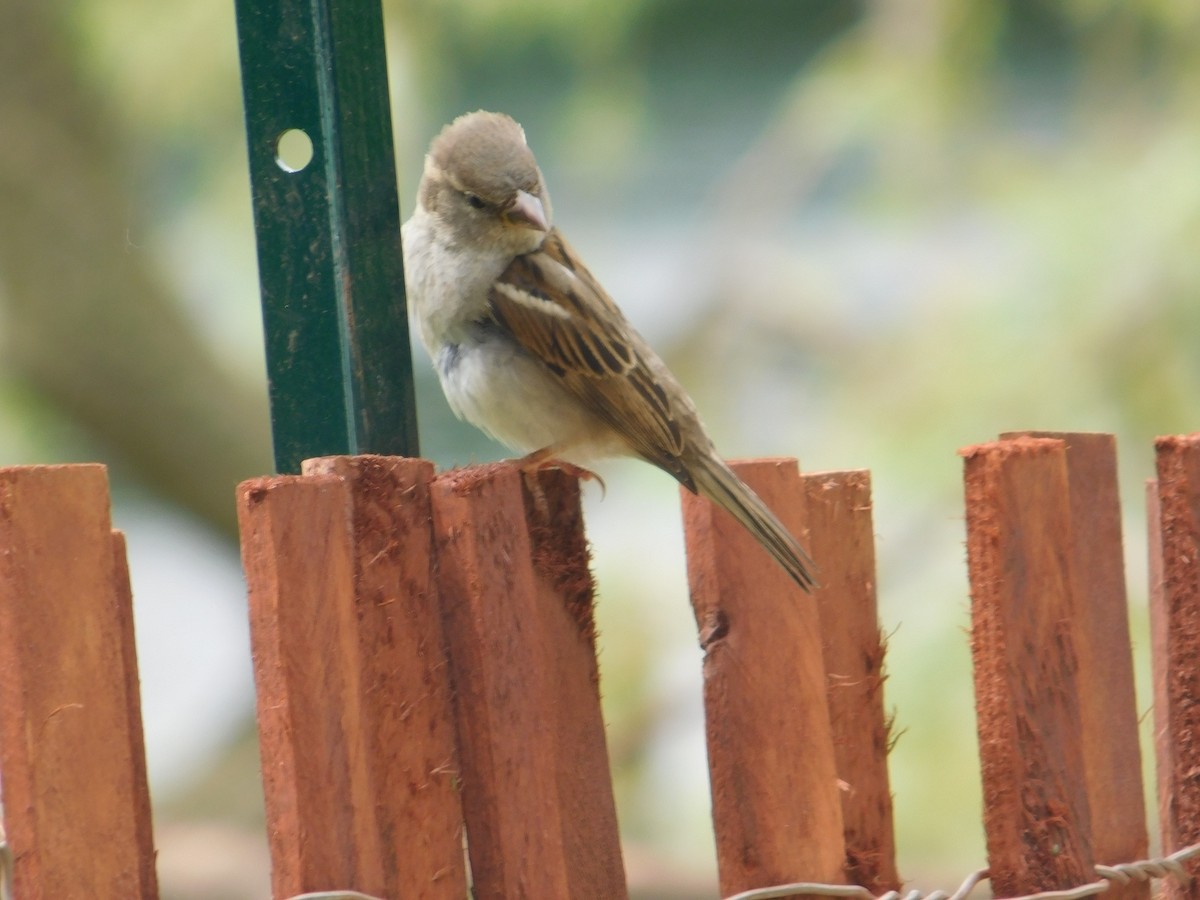 House Sparrow - ML620483499