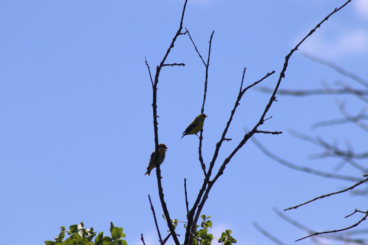 Cedar Waxwing - ML620483516