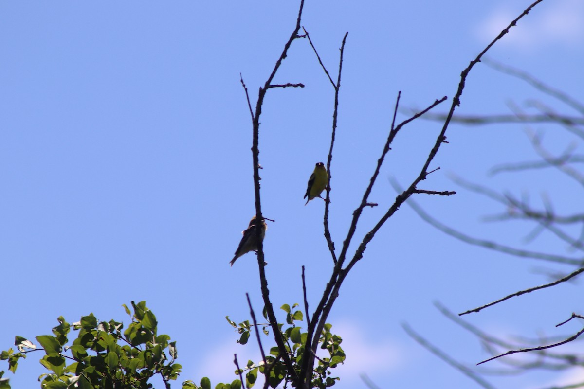 Cedar Waxwing - ML620483518