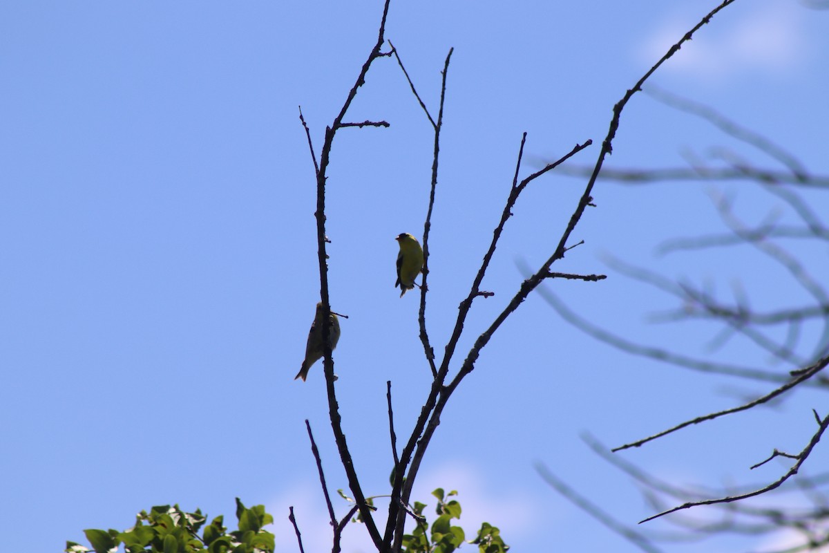 American Goldfinch - ML620483519