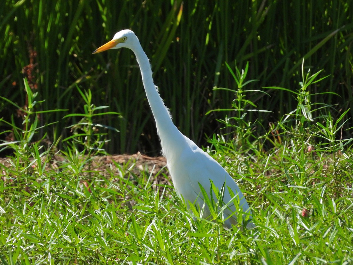 Medium Egret - ML620483521