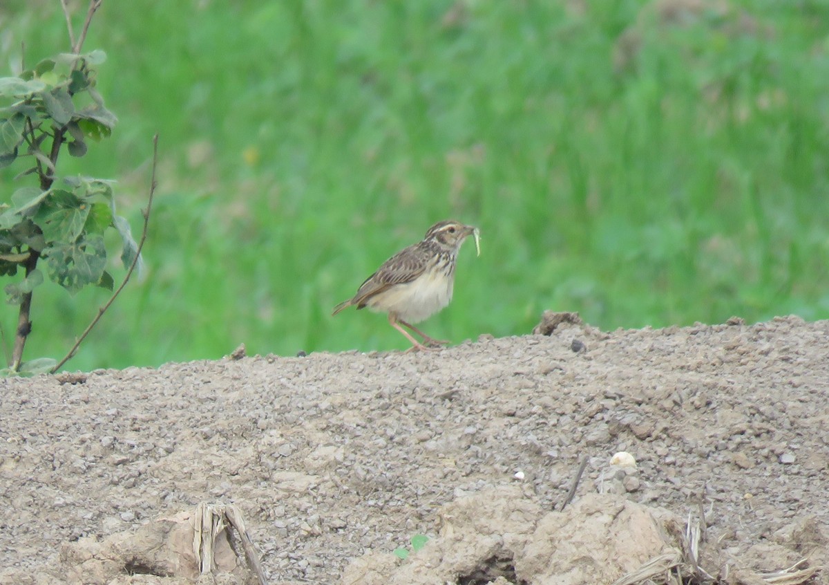 Indochinese Bushlark - ML620483523