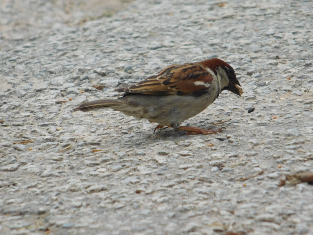 House Sparrow - ML620483525