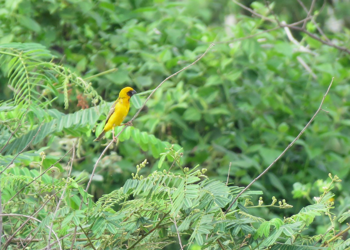 Asian Golden Weaver - ML620483530