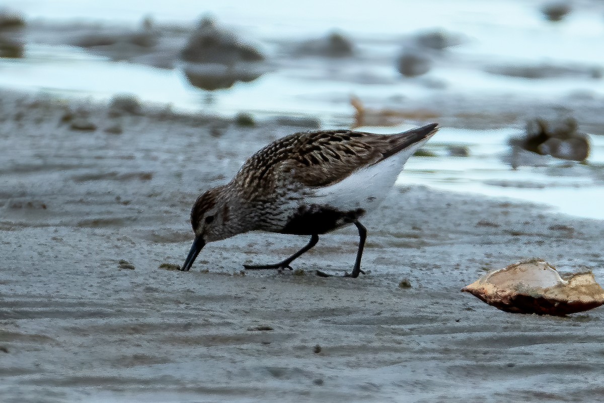 Побережник чорногрудий - ML620483538