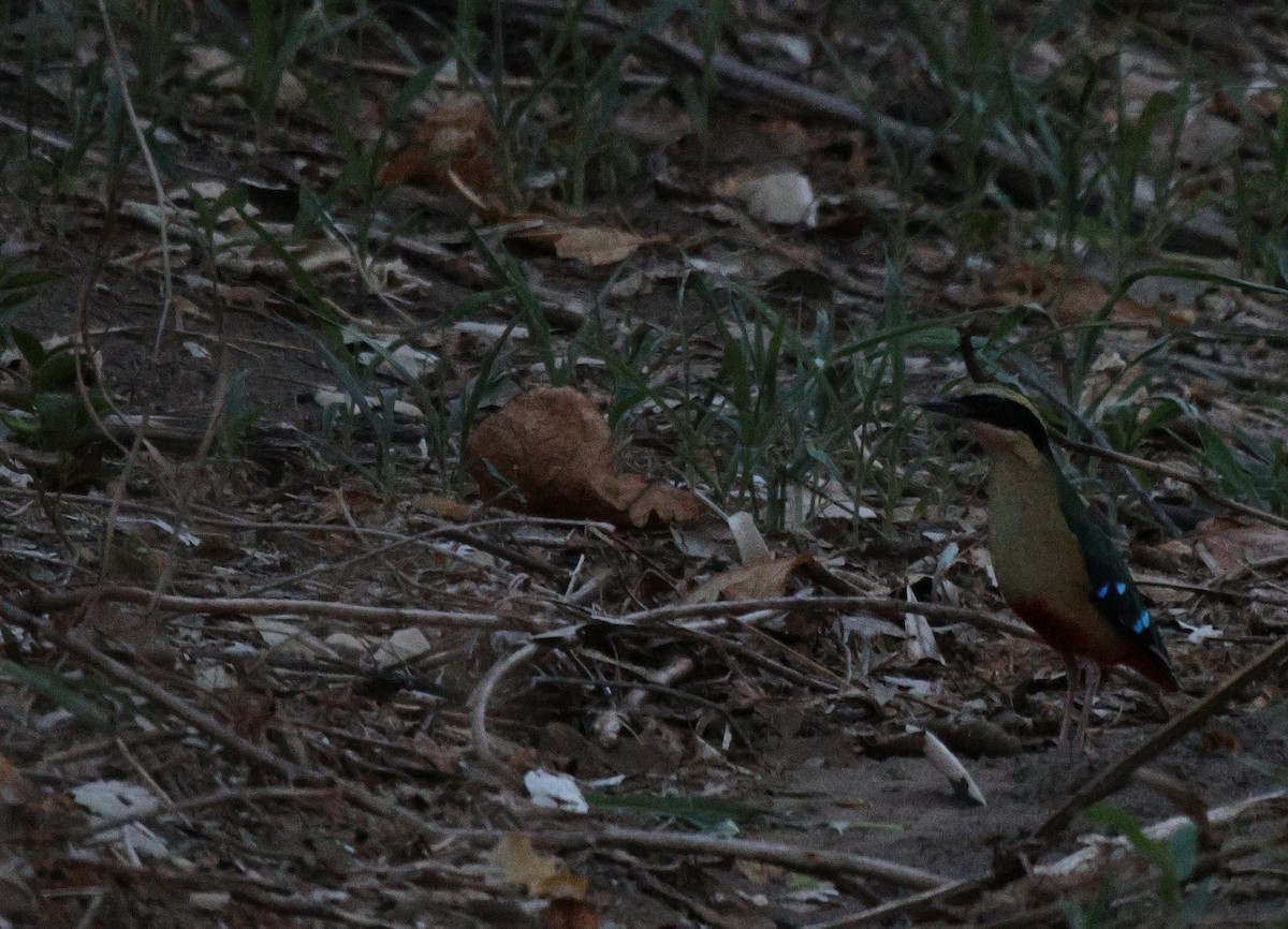 African Pitta - ML620483539