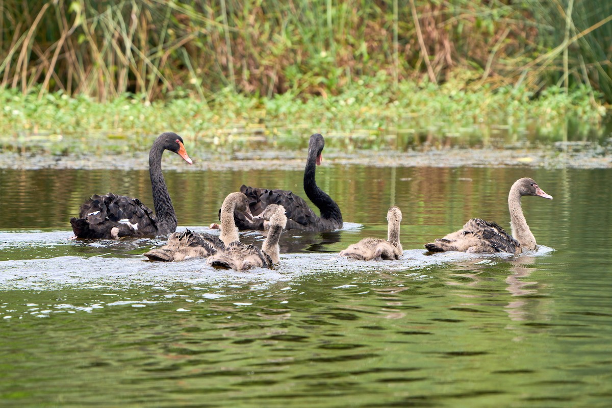 Black Swan - Yuh Woei Chong