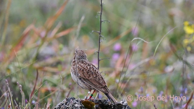 Dupont's Lark - ML620483544