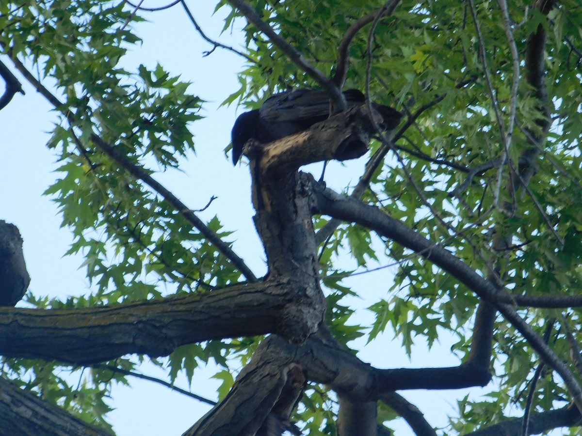 American Crow - ML620483545