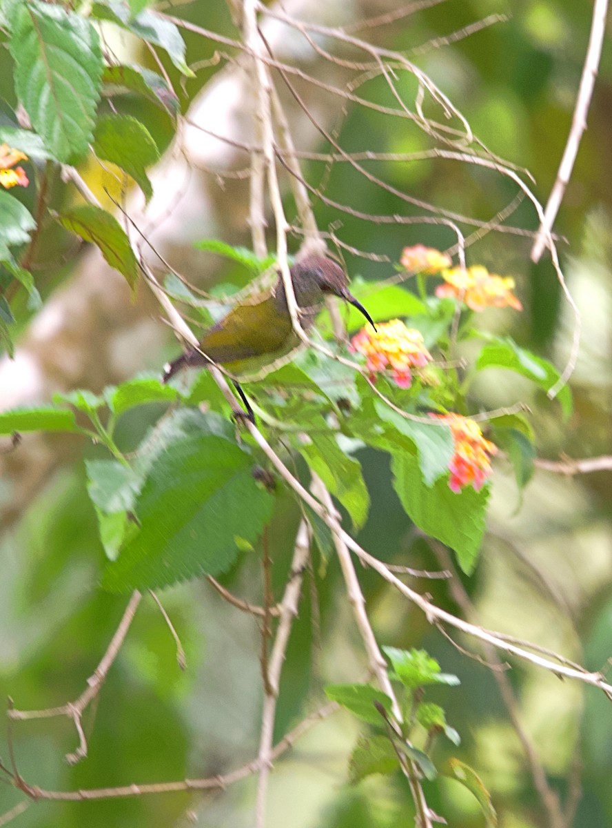 Gray-hooded Sunbird - ML620483547