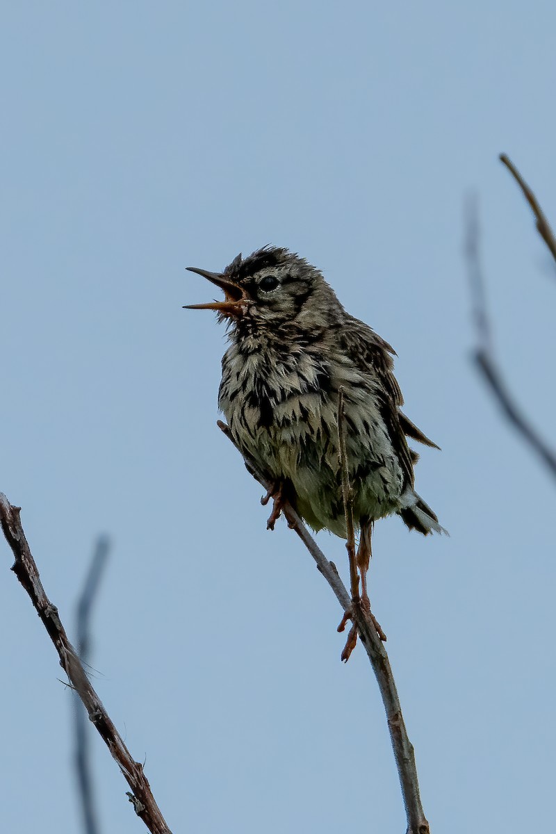Meadow Pipit - ML620483548