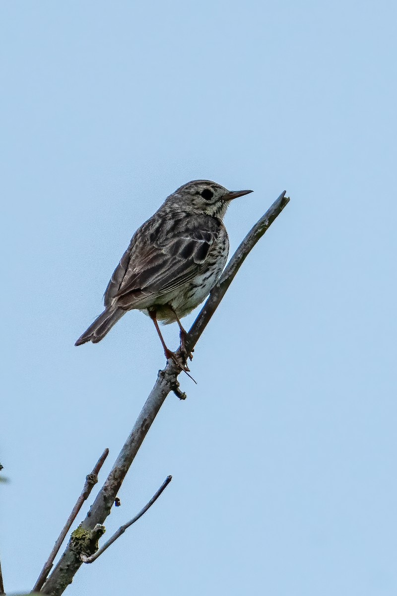 Meadow Pipit - Josep Bernaus