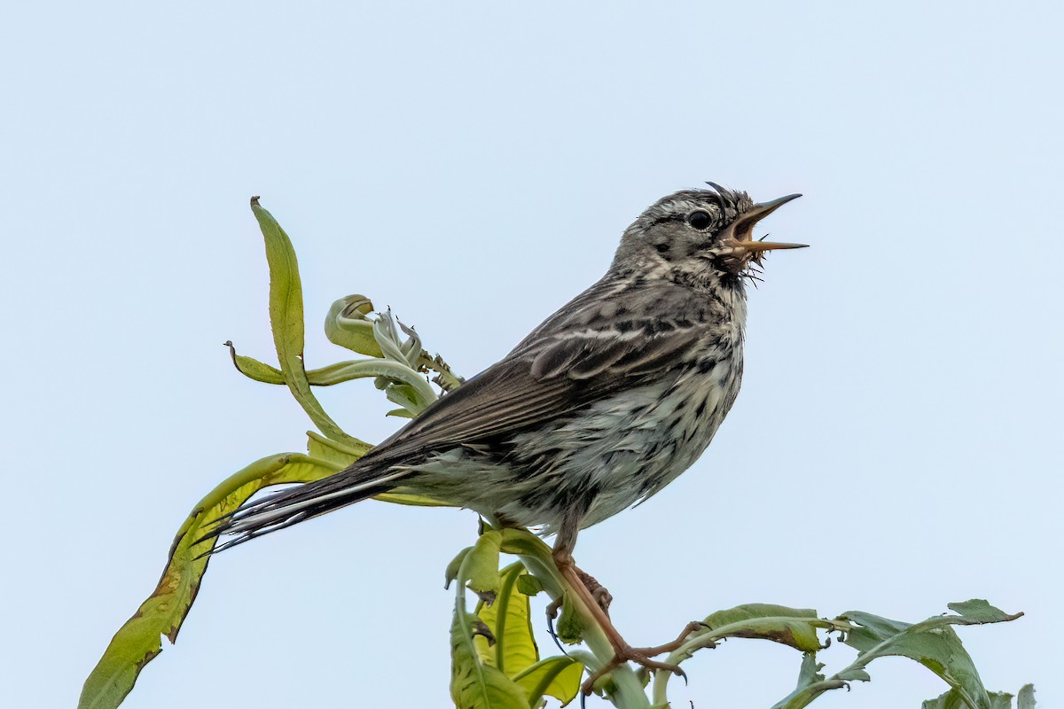 Meadow Pipit - ML620483550