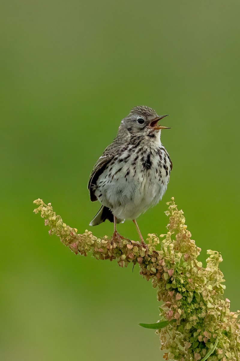 Meadow Pipit - ML620483551