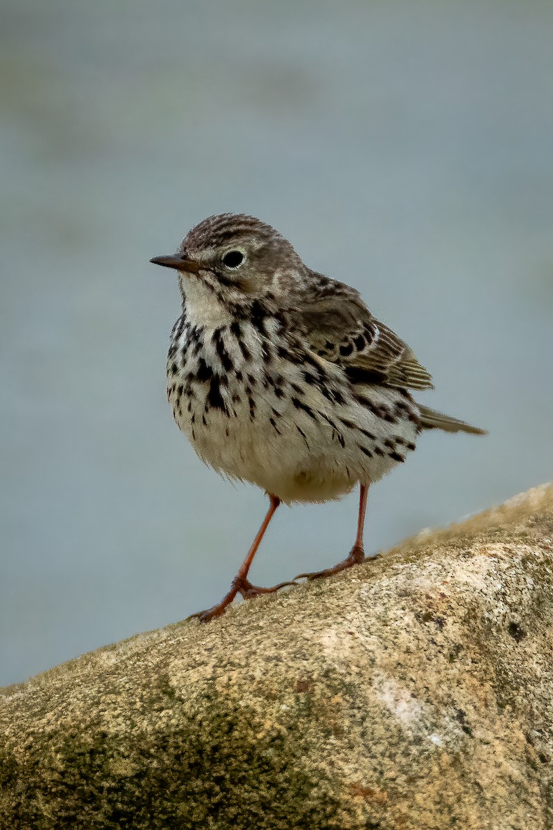 Meadow Pipit - ML620483552