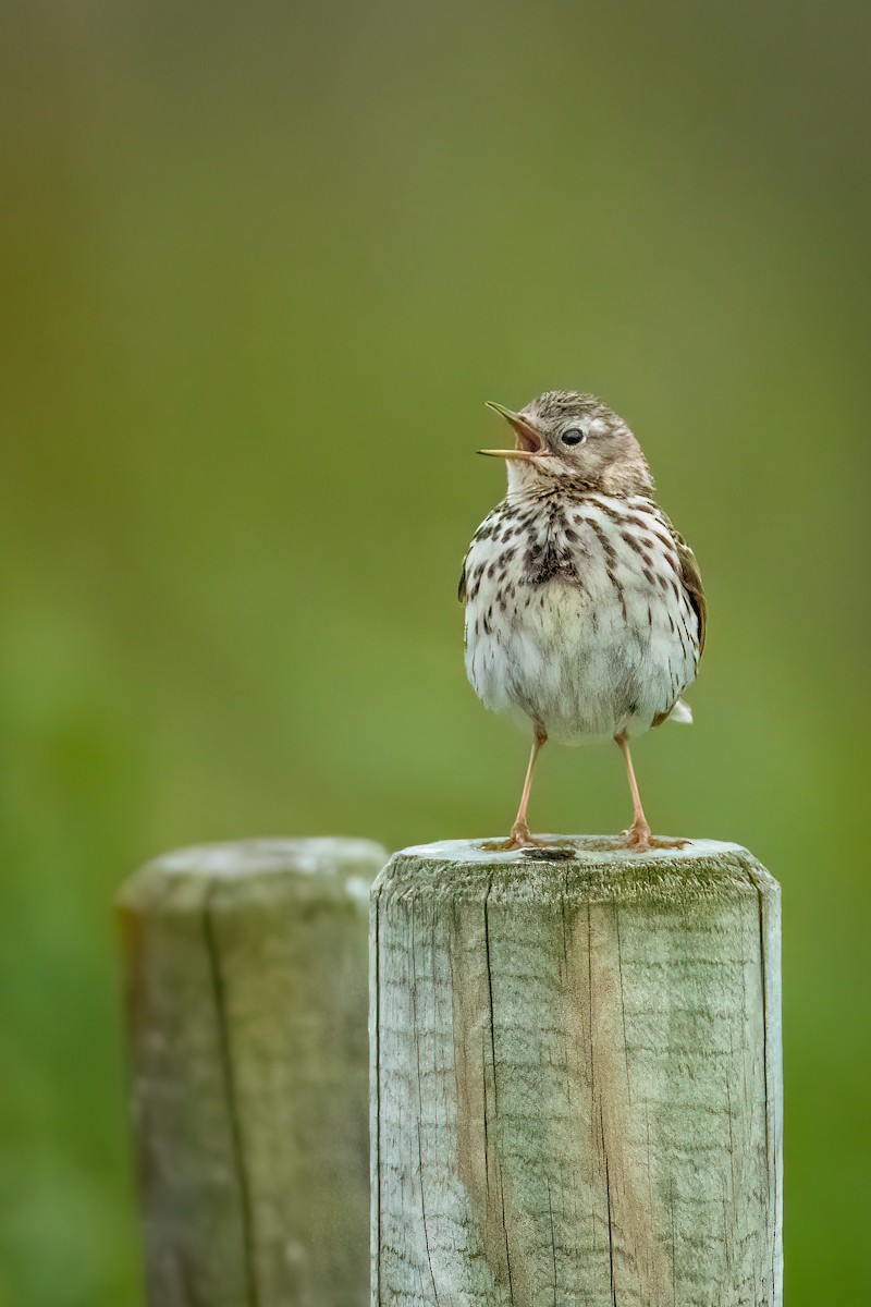 Meadow Pipit - ML620483553