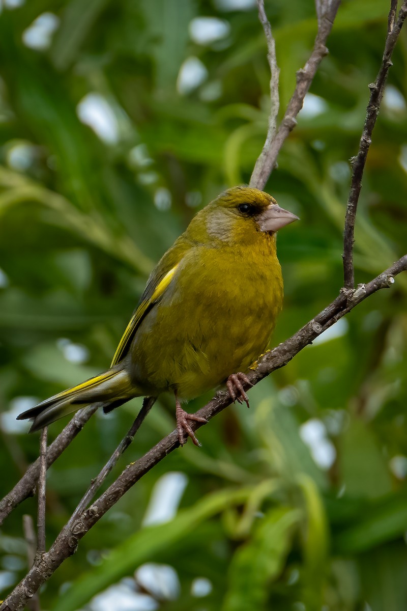 European Greenfinch - ML620483559