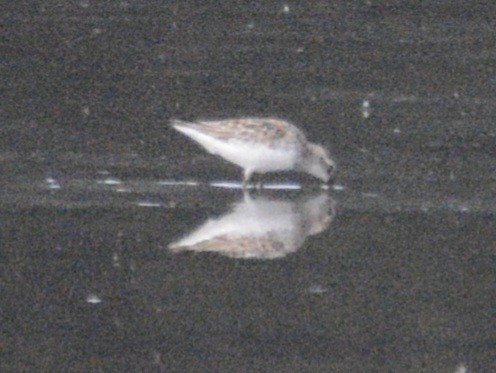 Western Sandpiper - ML620483562