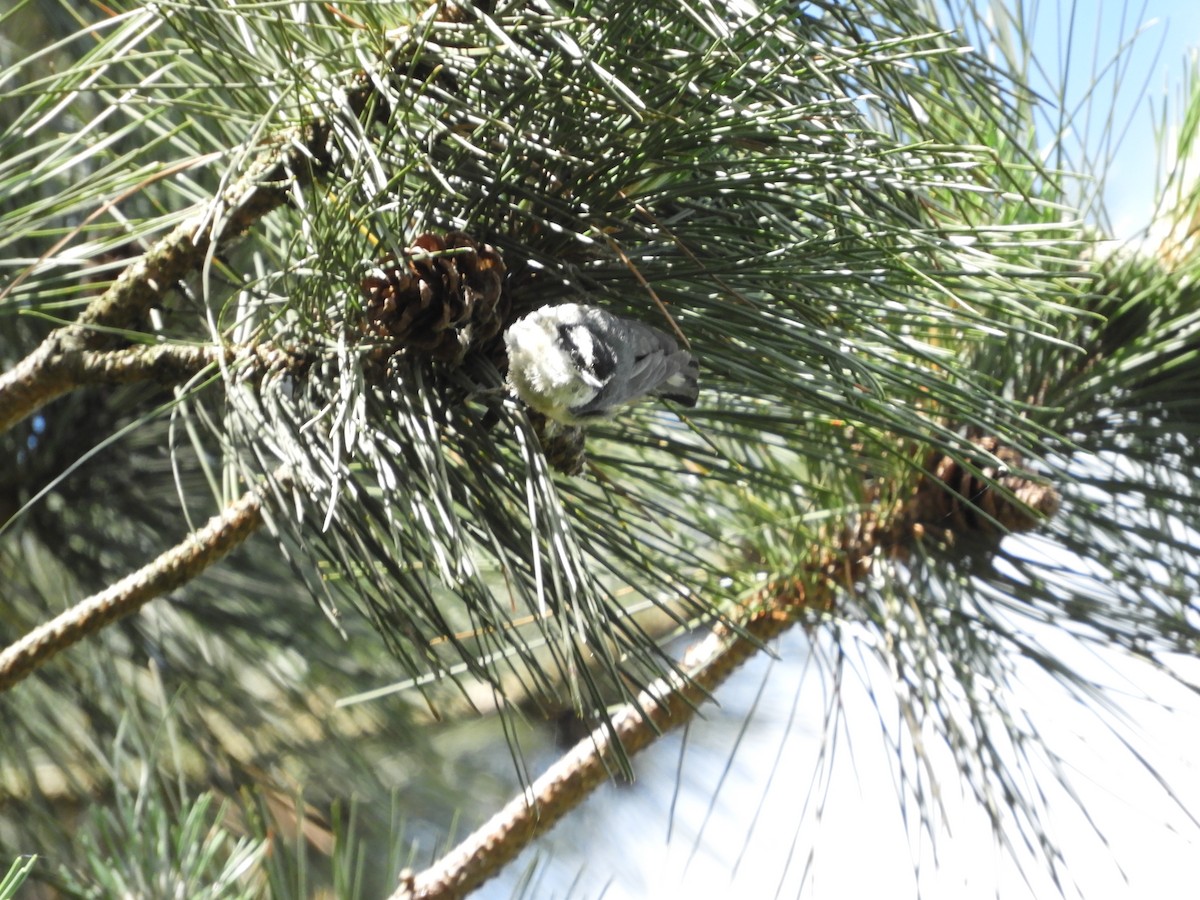 Red-breasted Nuthatch - ML620483563