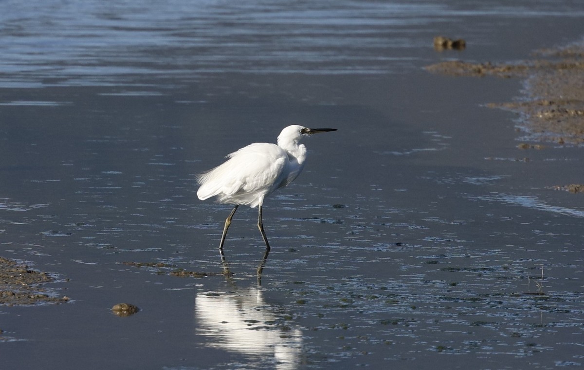 Little Egret - ML620483564