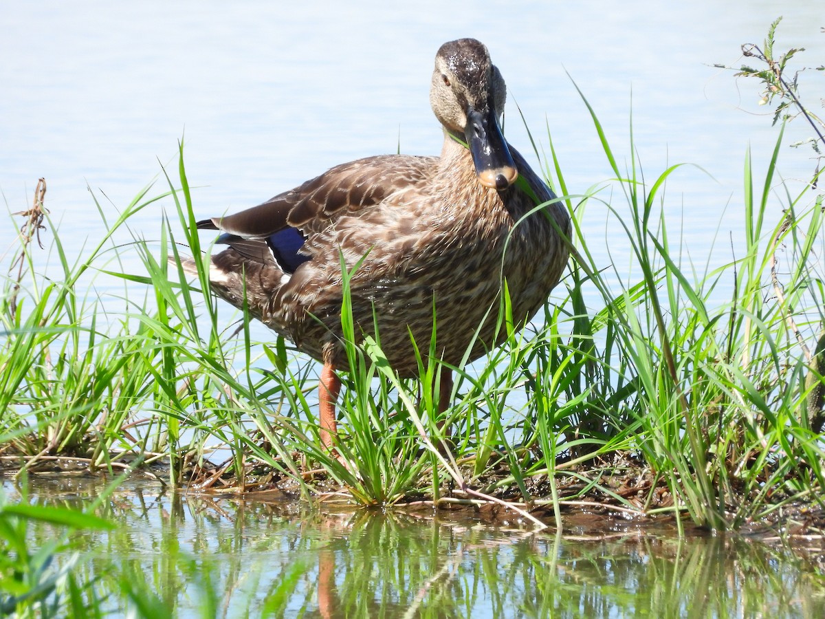 Eastern Spot-billed Duck - ML620483573