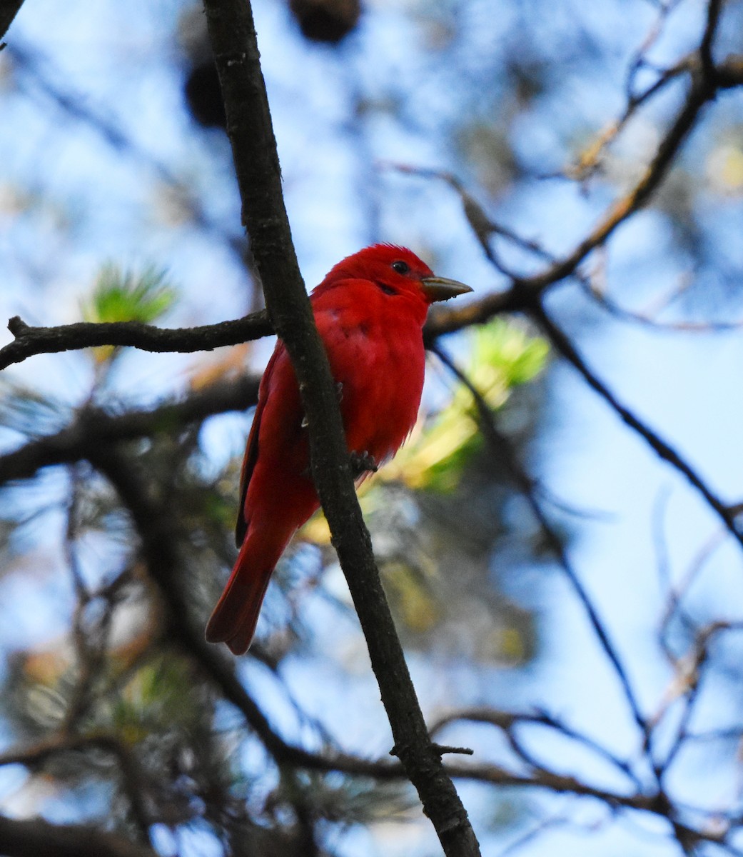 Summer Tanager - ML620483575