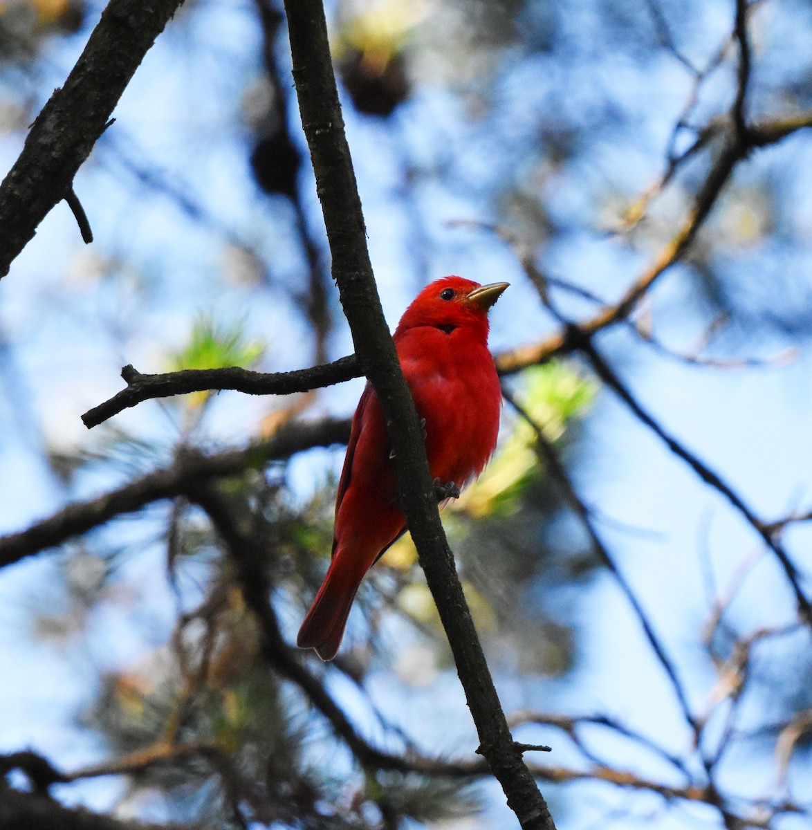 Summer Tanager - ML620483576