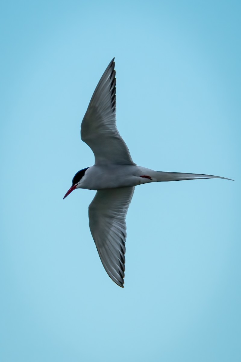 Common Tern - ML620483577