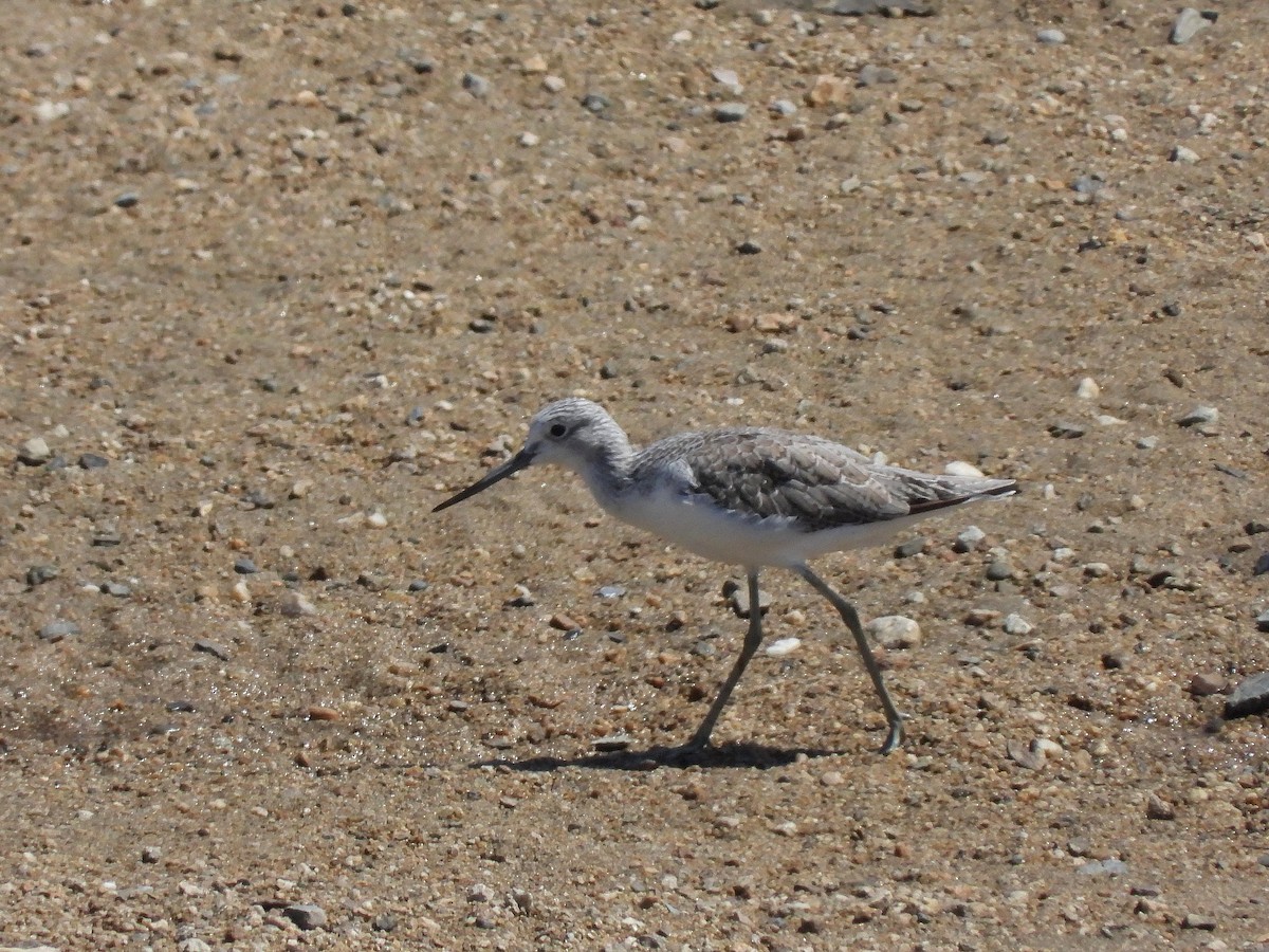 Common Greenshank - Atsushi Shimazaki