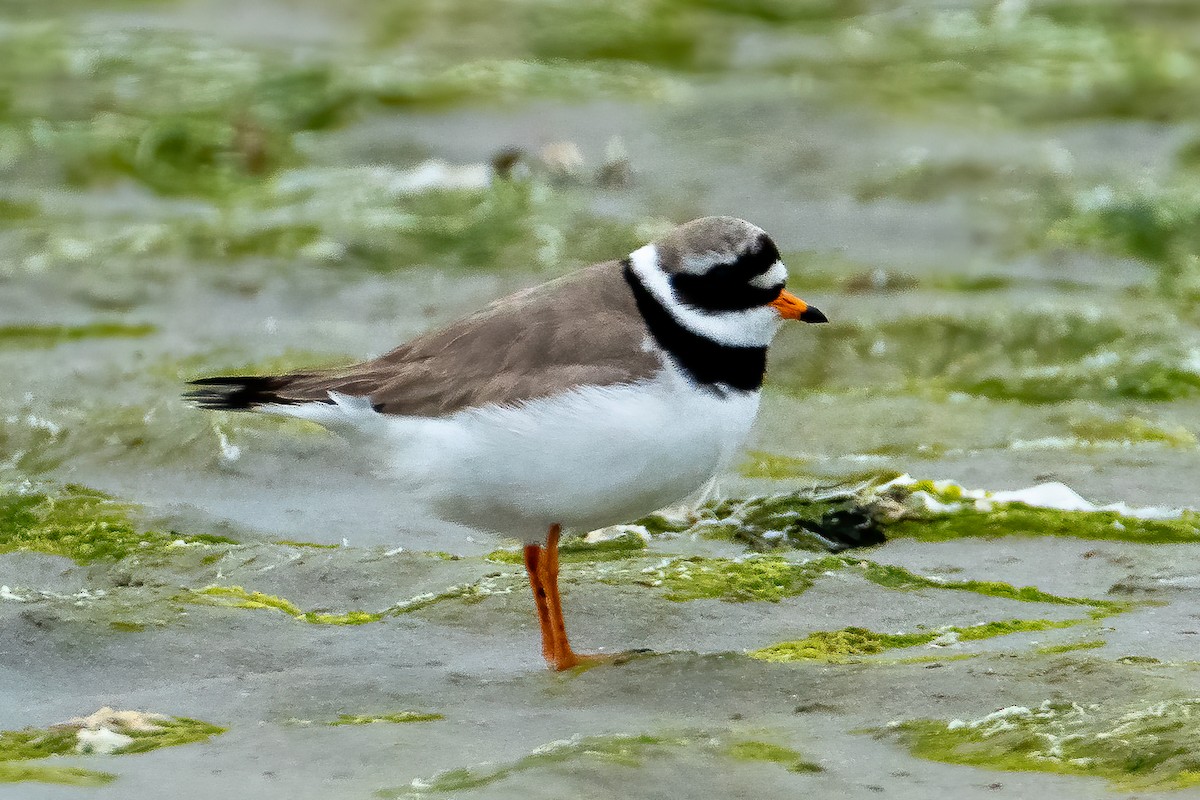 Common Ringed Plover - ML620483580