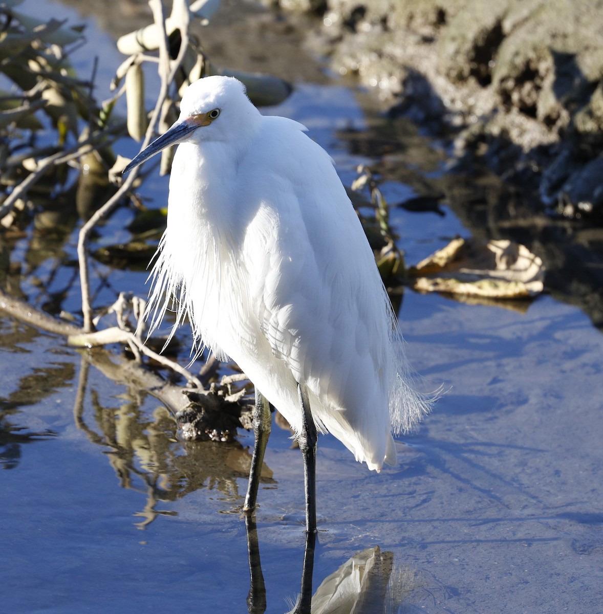 Little Egret - ML620483589