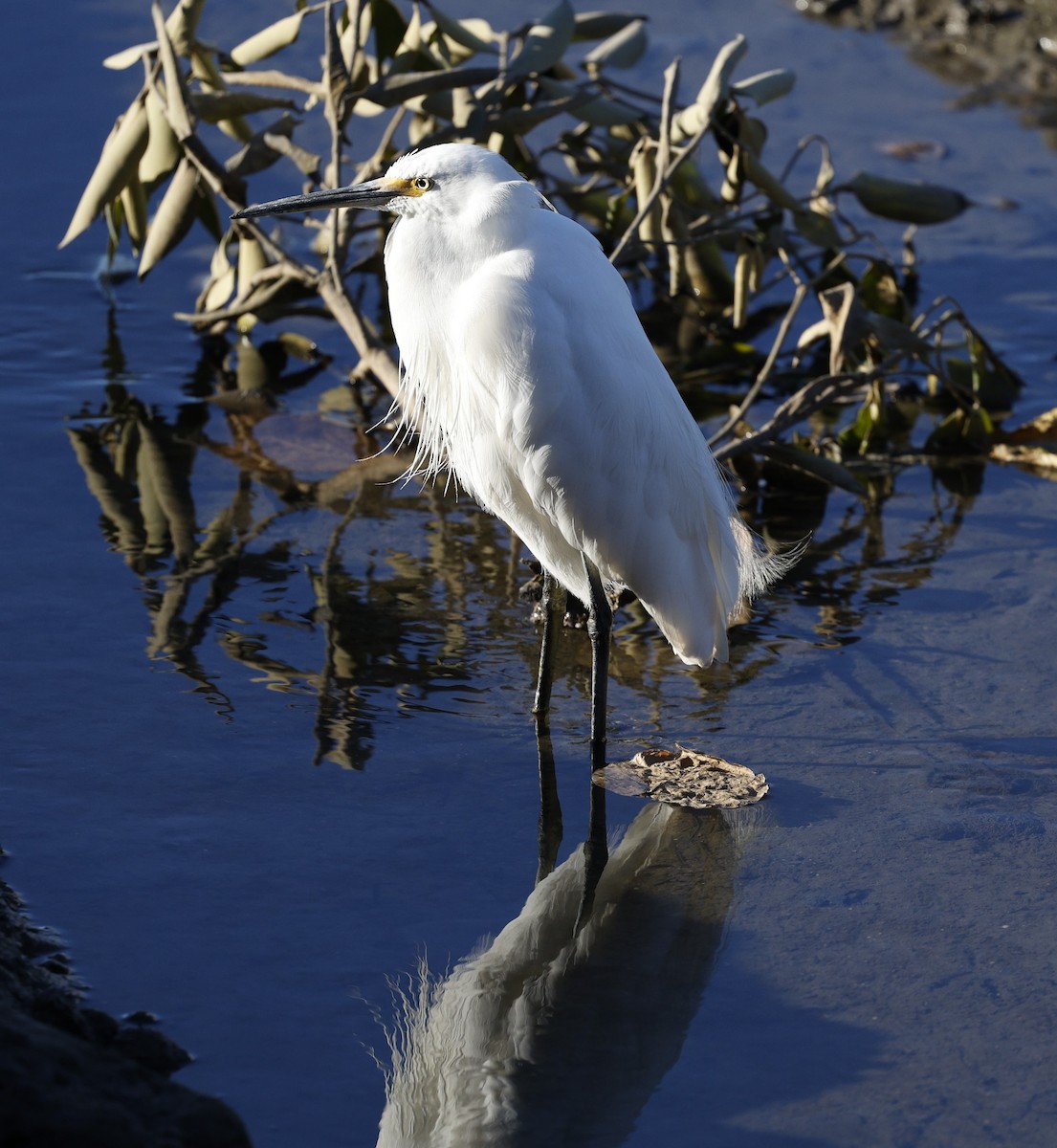 Little Egret - ML620483590