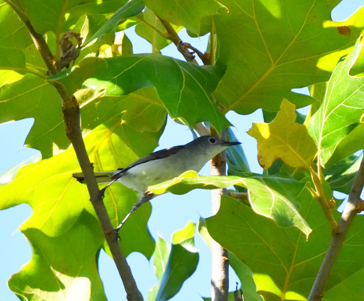 Blue-gray Gnatcatcher - ML620483592