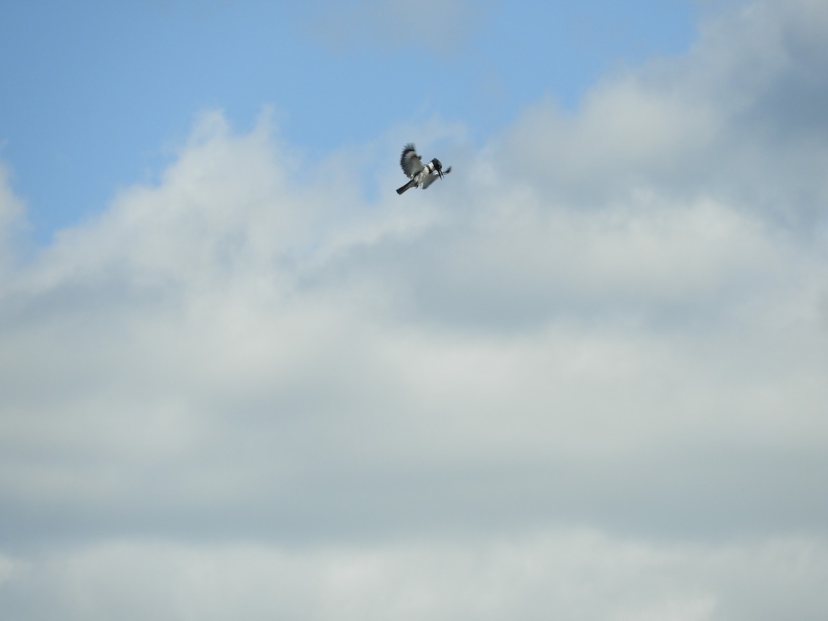 Belted Kingfisher - ML620483593