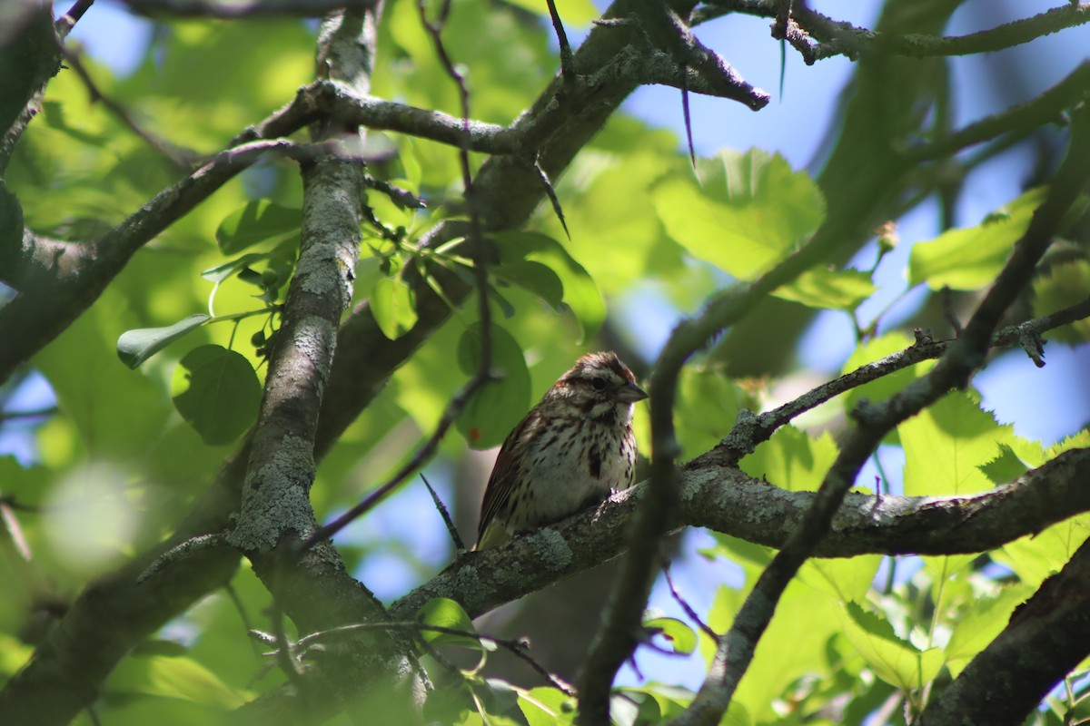 Song Sparrow - ML620483596