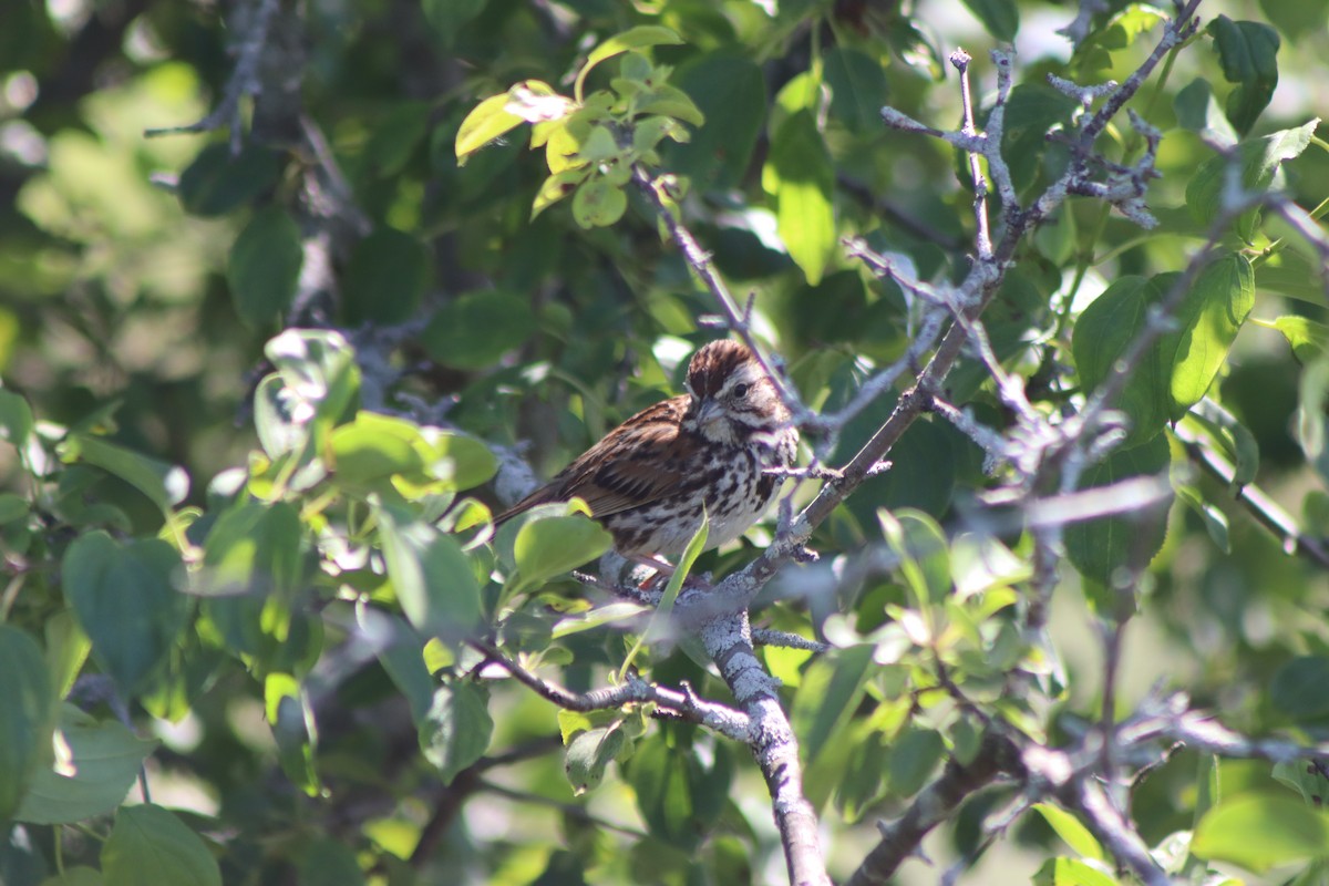 Song Sparrow - ML620483597