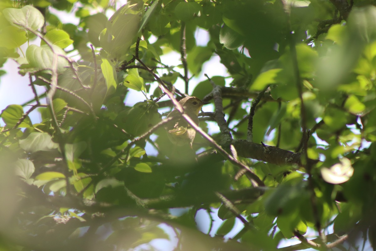 Common Yellowthroat - ML620483611