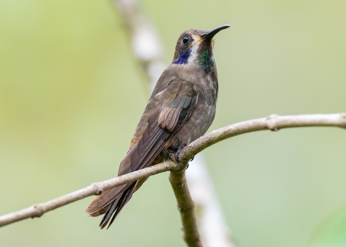 Colibrí Pardo - ML620483612